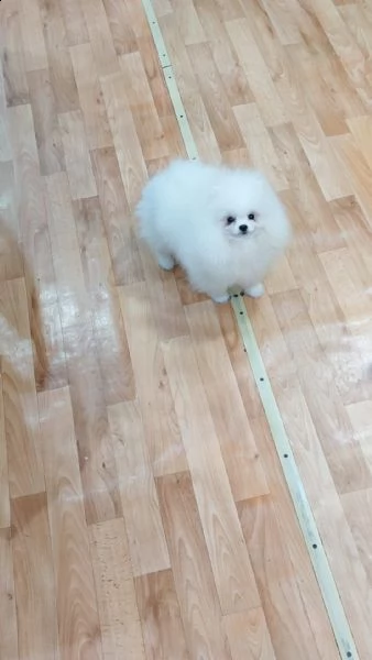 cuccioli di pomerania volpino | Foto 6