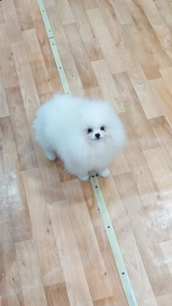 cuccioli di pomerania volpino | Foto 5