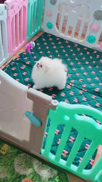 cuccioli di pomerania volpino | Foto 4