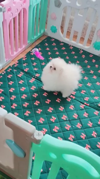 cuccioli di pomerania volpino | Foto 3