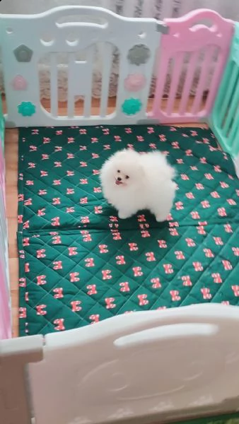 cuccioli di pomerania volpino