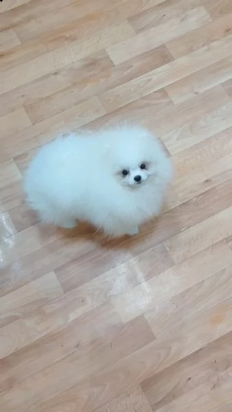 cuccioli di pomerania volpino | Foto 2