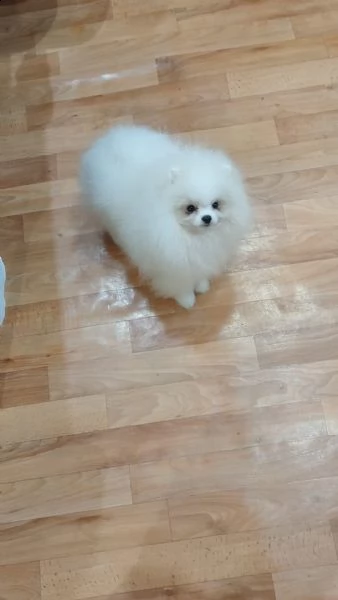 cuccioli di pomerania volpino | Foto 1