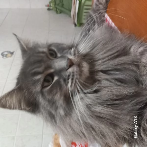 Maine Coon | Foto 6