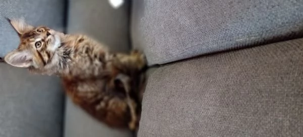Maine Coon | Foto 0