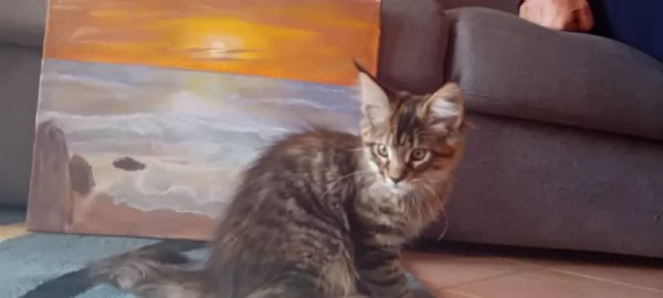 Maine Coon Cucciolo