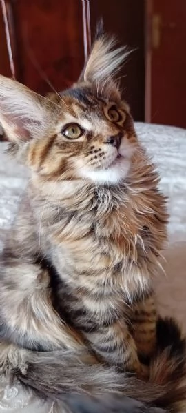 Maine Coon Cucciolo | Foto 6