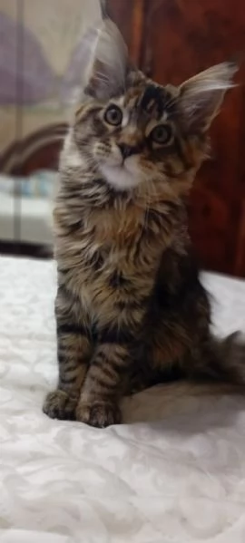 Maine Coon Cucciolo | Foto 1