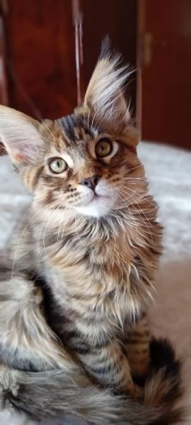 Maine Coon Cucciolo | Foto 0