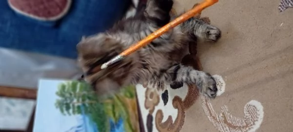 MAINE COON cucciolo | Foto 4