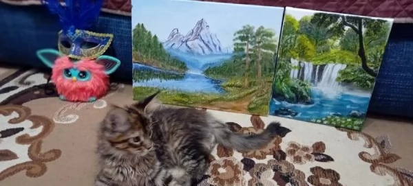 MAINE COON cucciolo | Foto 1