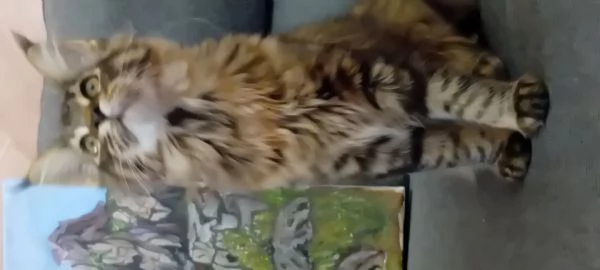  MAINE COON | Foto 2