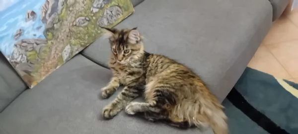  MAINE COON | Foto 0