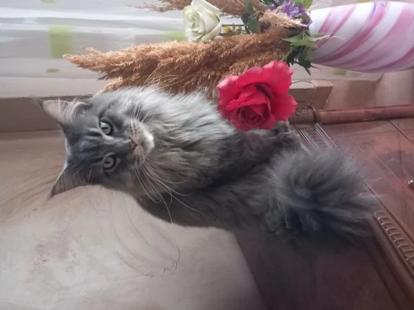 Maine coon americana XXL  | Foto 0