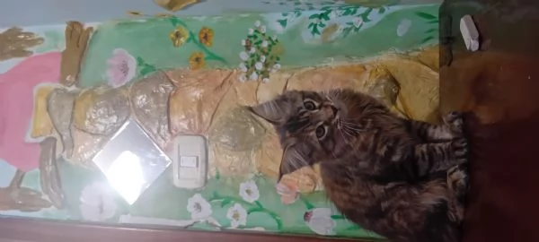 Maine coon americana XXL | Foto 4