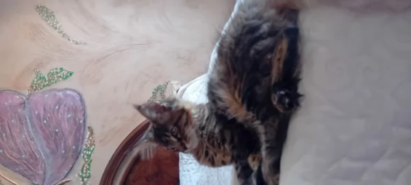 Maine coon americana XXL  | Foto 6