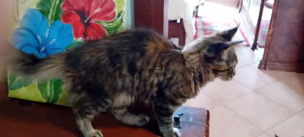 MAINE COON XXL  | Foto 6