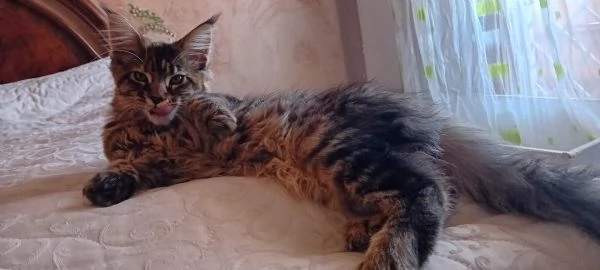 MAINE COON XXL  | Foto 5