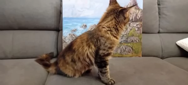 MAINE COON Cucciola | Foto 5