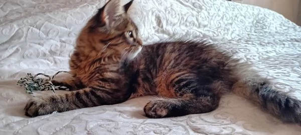 MAINE COON XXL  | Foto 4