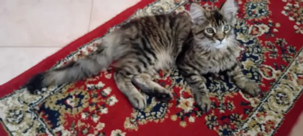 MAINE COON XXL  | Foto 3