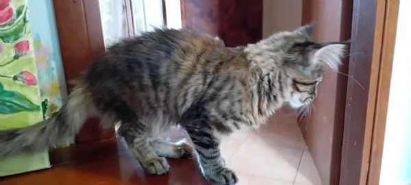 MAINE COON XXL  | Foto 1
