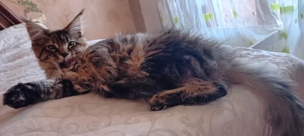 MAINE COON XXL  | Foto 0