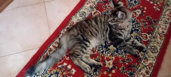 Maine Coon  XXL   
