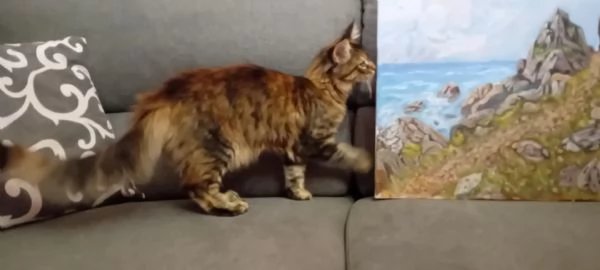 Maine Coon  XXL    | Foto 6