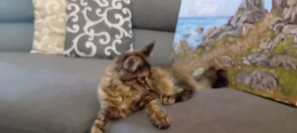 Maine Coon  XXL    | Foto 5