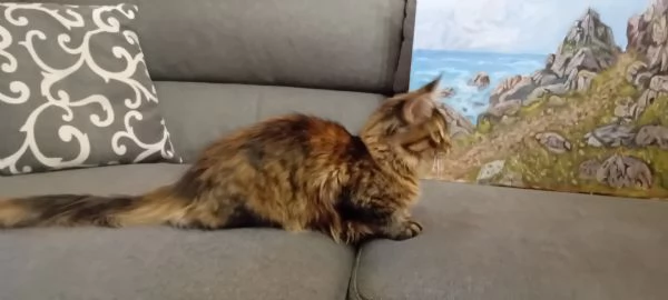 Maine Coon  XXL    | Foto 2