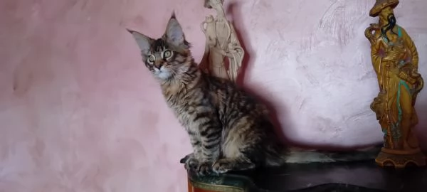Maine Coon  XXL    | Foto 1