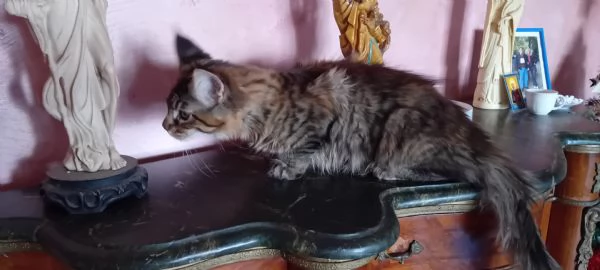 Maine Coon  XXL    | Foto 0
