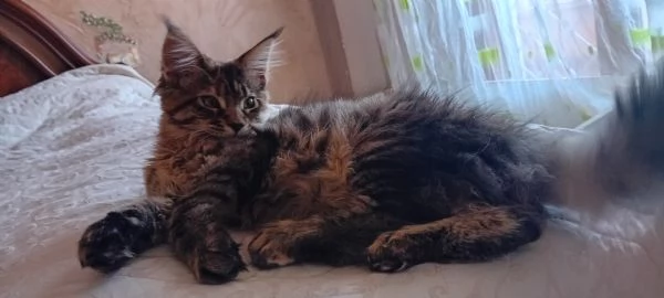 CUCCIOLA MAINE COON | Foto 3