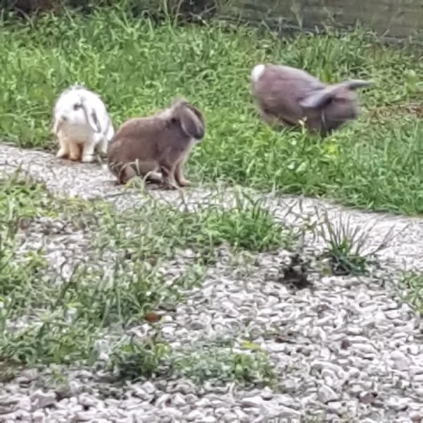regalo conigliette