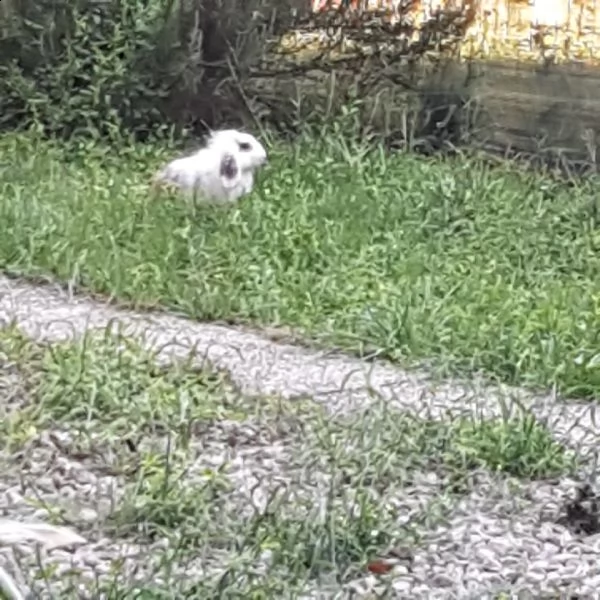 regalo conigliette | Foto 1