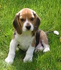 tricolore beagle cuccioli
