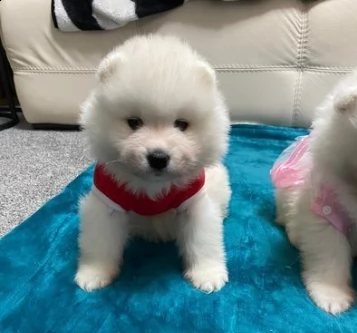 cuccioli di samoiedo