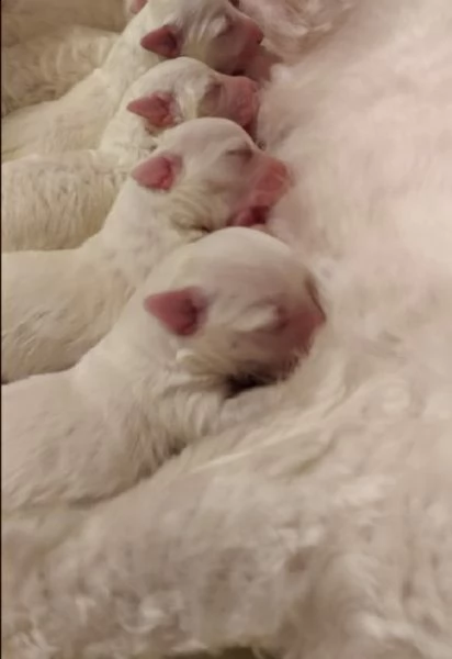 cuccioli maltese 