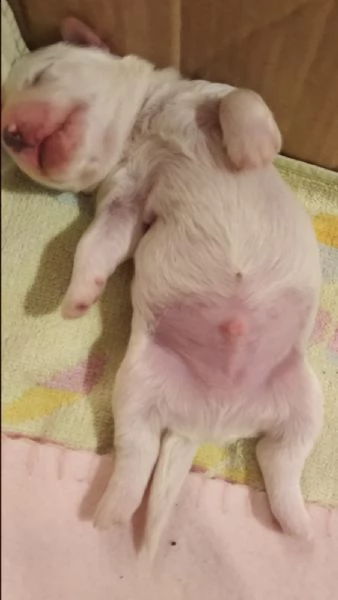 cuccioli maltese  | Foto 1