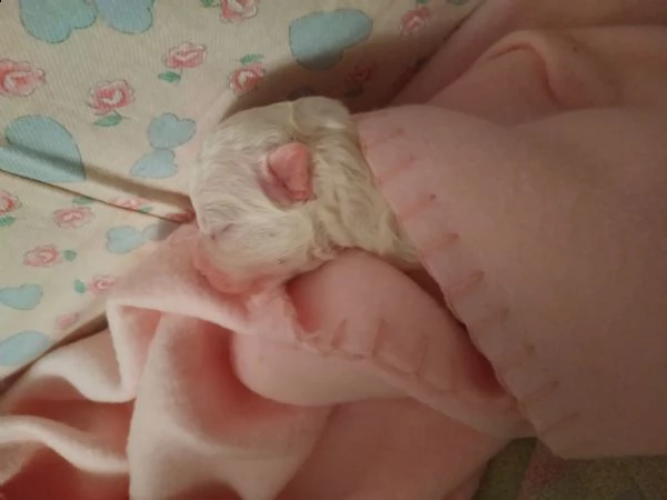 cuccioli maltese  | Foto 0