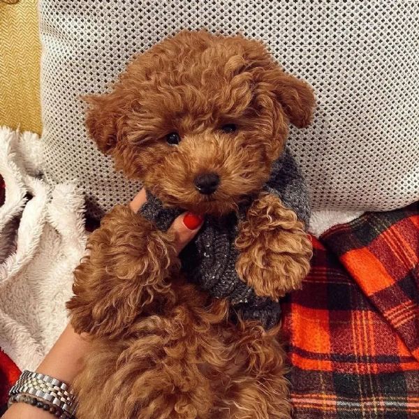 Regalo Barboncino da Volontario a Como regalo barboncino cuccioli