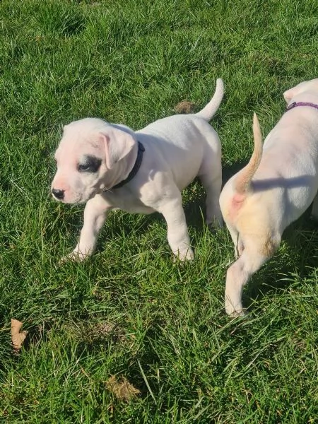 ultimo cucciolo di dogo argentino 