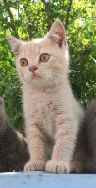 gattini british shorthair 