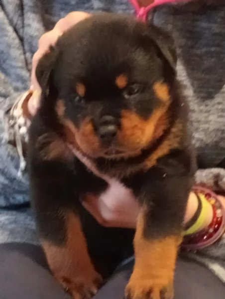 cuccioli rottweiler  | Foto 2