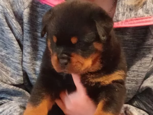 cuccioli rottweiler  | Foto 1