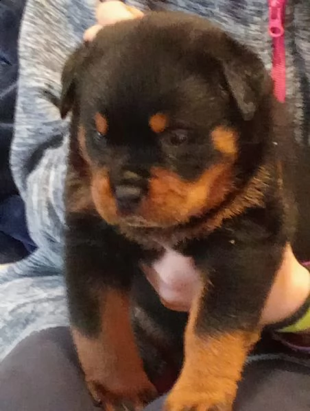 cuccioli rottweiler  | Foto 0