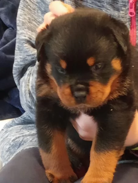 cuccioli rottweiler 