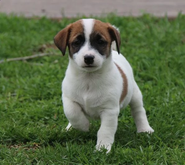 tre bellissimi cuccioli di jack russell registrati disponibili per la tua casa questi cuccioli sono