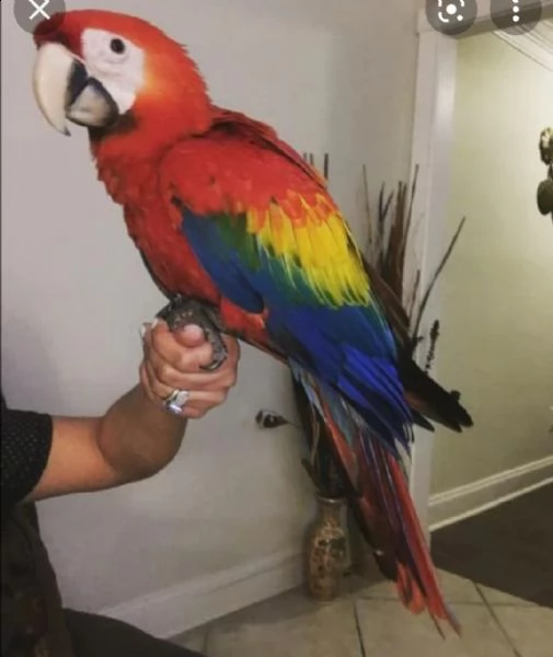 pappagalli allevati a mano | Foto 2
